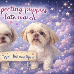 Shih Tzu puppies from Anna’s Farmhouse Shihtzus
