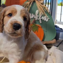 Ember - Red and white female Welsh Springer Spaniel puppy in Colorado Springs, Colorado from Crimson Trail