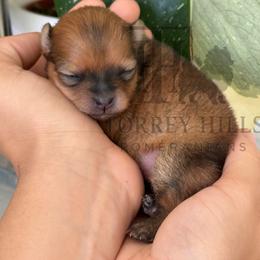 Andrea or Andy - Red sable female Pomeranian puppy in Redlands, California from Torrey Hills Poms