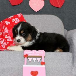 Draco - Black tri male Miniature American Shepherd puppy in Kalama, Washington from Lone Pine Miniature American Shepherds