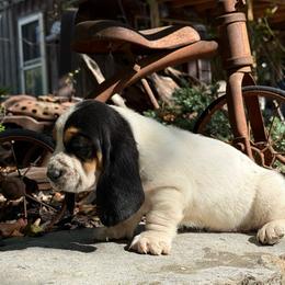 Wednesday - Black brown and white female Basset Hound puppy in Springfield, Missouri from Baylee’s Bassets