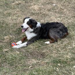 Cosmo - Blue merle male Miniature Australian Shepherd puppy in Marion, Michigan from Highland Hills Mini Aussies