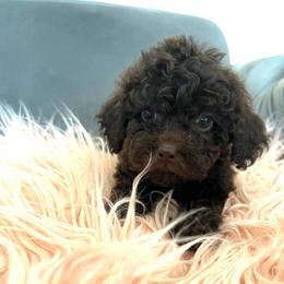 Cocoa bean - Brown female Maltipoo puppy in Hephzibah ( Richmond County ), Georgia from Healing Pawz LLC