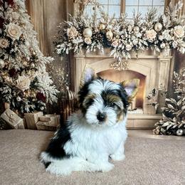 AKC Bandit 3300 - Black tan and white male Biewer Terrier puppy in Nicholls, Georgia from Southeast Biewers