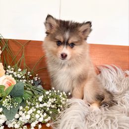 Greyson - Gray and white male Pomsky puppy in La Verne, California from Red Cedar Pomskies