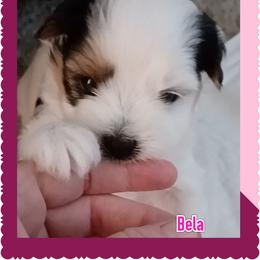 Yorkshire Terrier Puppies from Schultz Yorkies