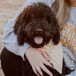 Labradoodle All Grown Up from Small town doodles & poodles