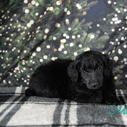 Greenbean - Blue Poodle puppy in Oklahoma from Morgenstern Kennels