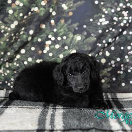 Greenbean - Blue Poodle puppy in Oklahoma from Morgenstern Kennels