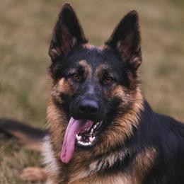 German Shepherd puppies from vom Gannett