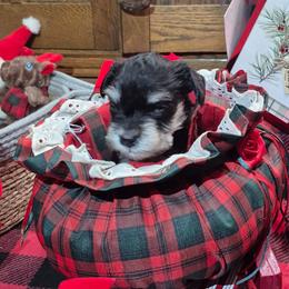 Linus - Black and silver male Miniature Schnauzer puppy in Fountain City, Indiana from Bearded Dynasty Schnauzers