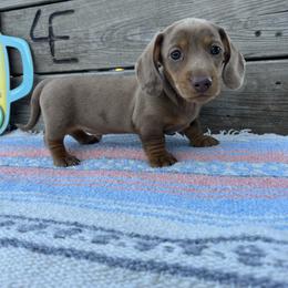 Dachshund Puppies from 4E Dachshunds