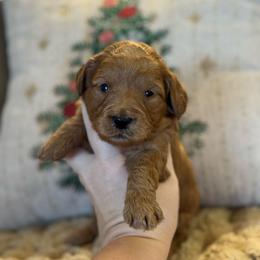 Sweet Potato - Red  female Goldendoodle puppy in Wharton, Texas from Little Fur Friends