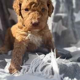 Stetson - Apricot male Poodle puppy in Dayton, Washington from Country Sundance Poodles