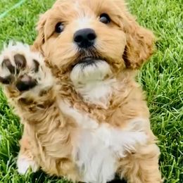 Australian Labradoodle Puppies from Grand Peaks Labradoodles