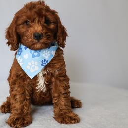 Milo - Red  male Goldendoodle puppy in Apopka, Florida from Rae Precious Puppies