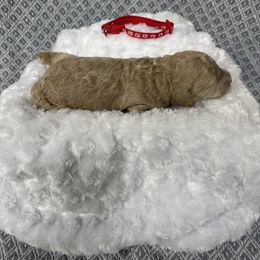 Boy 1 - Buff male Cockapoo puppy in Golden, Mississippi from Two Creeks Farm Poodles & Doodles