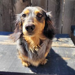 Rocky - Dachshund