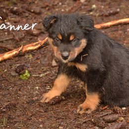 Boy 6 - Australian Shepherd puppy from Cart River Aussies