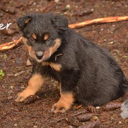 Boy 6 - Australian Shepherd puppy from Cart River Aussies