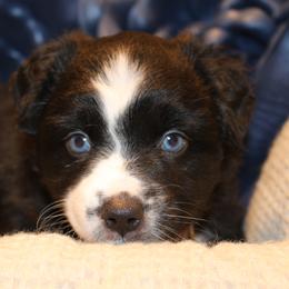 Justice - Black & white female Australian Shepherd puppy in Plantersville, Texas from Jak Se Auss