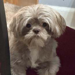 Kewpie - Shih Tzu