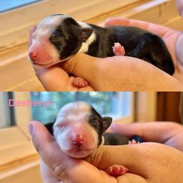 Daenerys - Black and white female Border Collie puppy in Santa Cruz, California from Von Guadachi German Shepherds & Audacity Border Collies