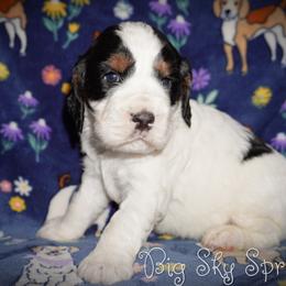 Girl 3 - Black white and tan female English Springer Spaniel puppy in Great Falls, Montana from Big Sky Springers