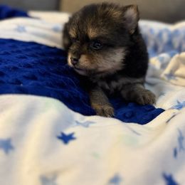 Black n tan girl - Black and tan female Pomeranian puppy in Newport News, Virginia from Itty bitty friends