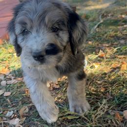 Werewolf - male Golden Mountain Doodle puppy in Calhan, Colorado from Snowy Goldens LLC