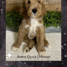 Chewy - Red  male Goldendoodle puppy in North Conway, New Hampshire from Arbor Grace Doodles