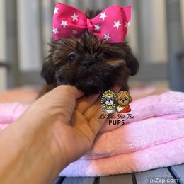 Annie - Gold female Shih Tzu puppy in Walkertown, North Carolina from Lil’ Bit’s Shih Tzu