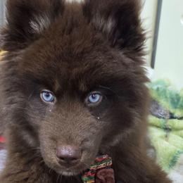 Hershey - Brown and white male Siberian Husky puppy in East Tawas, Michigan from BurnsBerg's Woolies