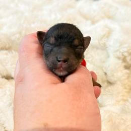 Tawny 3000 - Black and tan female Yorkshire Terrier puppy in Midland, Texas from Southern Yorkie Pies