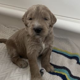 Goldendoodle Puppies from Goldendoodles of Anchor Bay