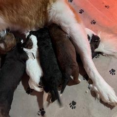 Saint Berdoodle Puppies from Darling St Berdoodles