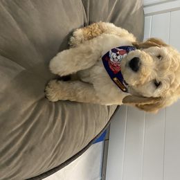 Goldendoodle Puppies from Jeanbeans Doodles