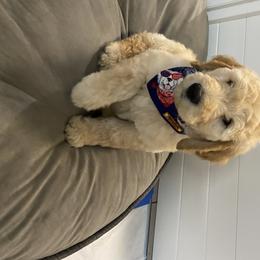 Goldendoodle Puppies from Jeanbeans Doodles