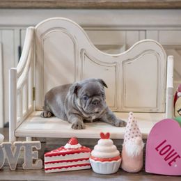 French Bulldog Puppies from Mt Olympus Kennel Club USA