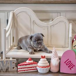 French Bulldog Puppies from Mt Olympus Kennel Club USA