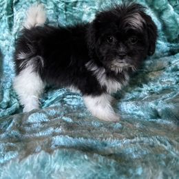 Fancy - Black and white female Shihpoo puppy in Knoxville, Tennessee from Rocky Top Cavapoos