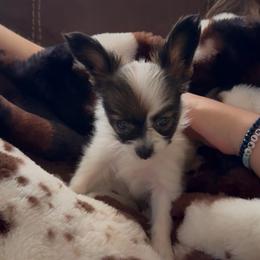 Tilly - Red white and sable female Papillon puppy in Howe, Oklahoma from Southern Sweet Papillons