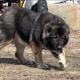 Karmella - Caucasian Shepherd Dog