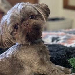 Poodles and Shih Tzus from Lacy's Pups