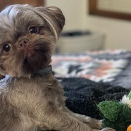 Poodles and Shih Tzus from Lacy's Pups