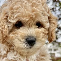 Australian Mountain Doodles, Bernedoodles, Cavapoos, and Goldendoodles from Angel Pups Deluxe