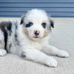 Panda - Blue merle female Australian Shepherd puppy in Loda, Illinois from Pilcher Farms
