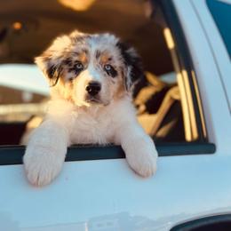 Australian Shepherd Puppies from Luna Lane Aussies