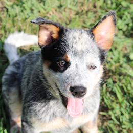 Chewie - Blue speckled male Australian Cattle Dog puppy in Fairmont, West Virginia from Jedda ACDs