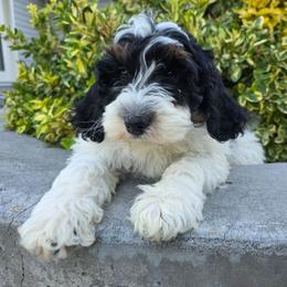 Daisy - Tri-color female Bernedoodle puppy in Blackfoot, Idaho from Draper Mountain Doodles